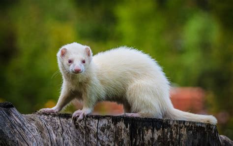 Ferret | Definition, Species, Diet, & Facts | Britannica