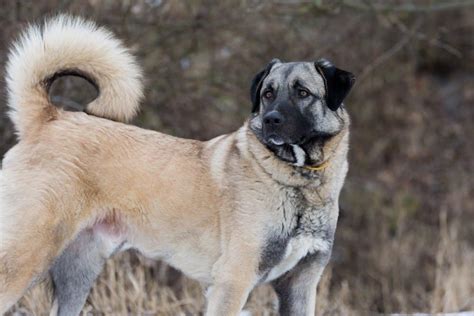 Anatolian Shepherd Dog