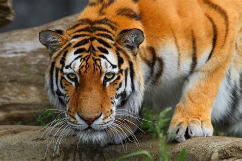 Bengal Tiger Wallpapers - Top Free Bengal Tiger Backgrounds - WallpaperAccess