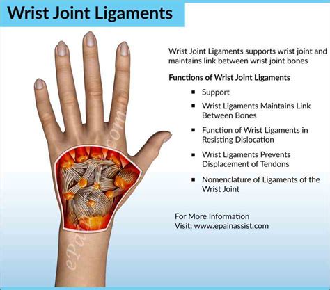 Anatomy Of The Wrist Joint | MedicineBTG.com