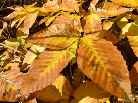 American Beech (Fagus grandifolia) – Seashore to Forest Floor