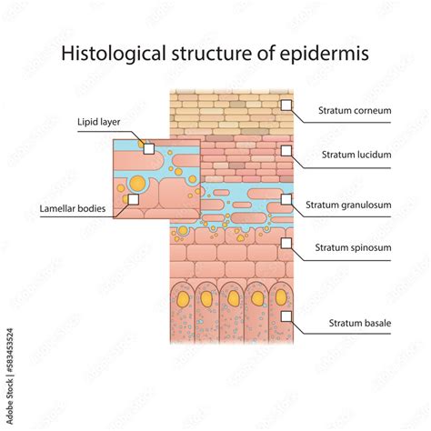 Histological structure of epidermis - skin layers shcematic vector illustration showing stratum ...