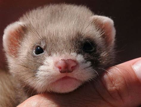 17 Best images about ferret babies on Pinterest | Funny, Awesome and Pets