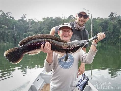 French Family Sojourn in Royal Belum for Giant Snakehead - Sport Fishing Asia