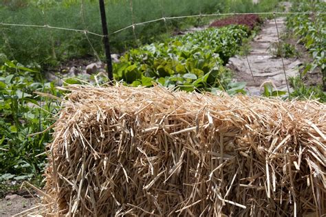 The Basics Of Straw Bale Gardening • Insteading