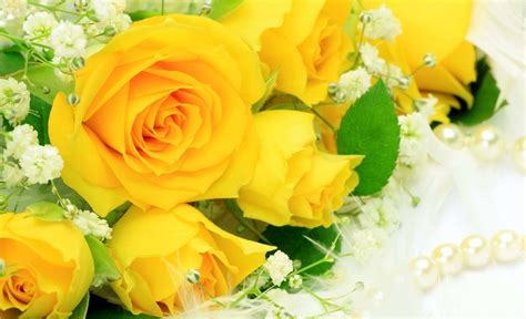 Yellow Roses[3840x2340 | Yellow rose bouquet, Yellow roses, Rose wallpaper