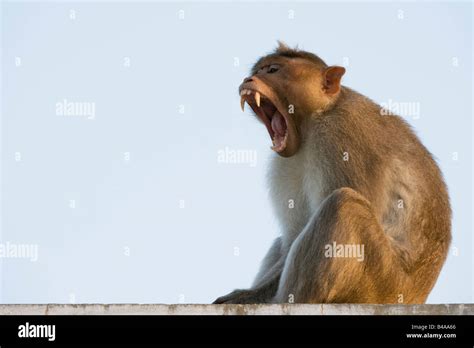 Macaca radiata. Male bonnet macaque monkey yawning showing his teeth. Andhra Pradesh, India ...