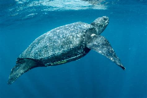 Leatherback Turtle - Fitzroy Basin Association