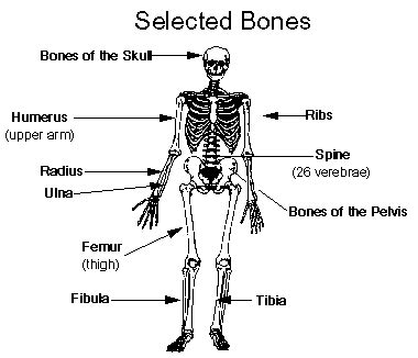 The Skeletal System (Bones) | Medical Terminology for Cancer