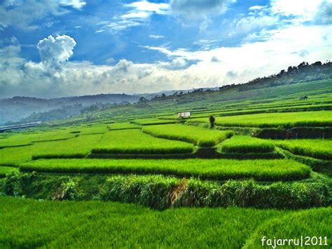 76 Wallpaper Pemandangan Sawah Images - MyWeb