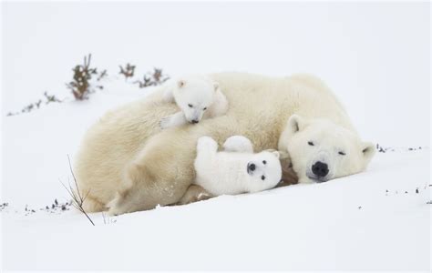 Polar Bear Cuddle Image | National Geographic Your Shot Photo of the Day