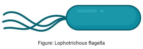 Flagella: Structure, Types, Arrangement, Functions, Examples