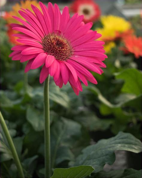 20 African Daisies - The Undeniable Beauty of Africa - Travel Yourself | Africa, Daisy, Flowers