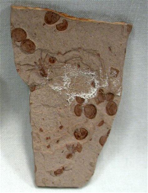 Lower Cretaceous Spider Fossil