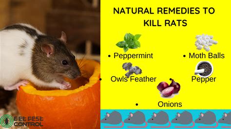 Natural Remedies To Get Rid Of Rats - House for Rent