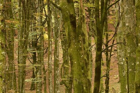 Premium Photo | Detail of a beech tree forest in autumn foliage