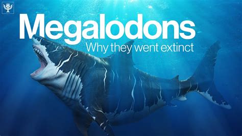 Extinct Sharks Megalodon