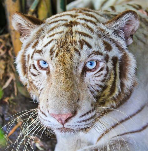 Eyes of the albino tiger — Stock Photo © alexeys #2546059