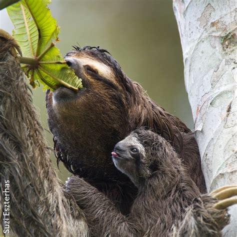 6. Sloth Diet and Digestion - The Sloth Conservation Foundation