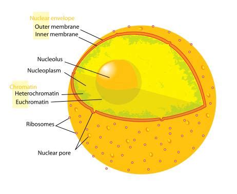 Biology for Kids: Cell Nucleus