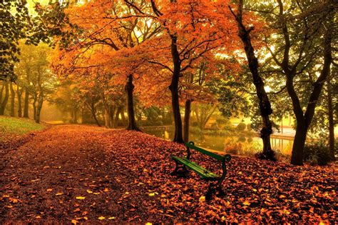 Bench And Trees From Autumn Park In Fall Wallpaper, HD City 4K Wallpapers, Images and Background ...