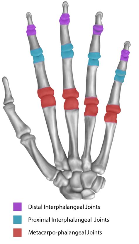 Types Of Joints In The Hand