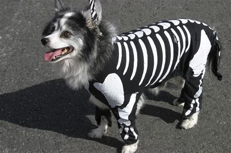 Top 5 Adorable Pet Costumes this Year's Halloween