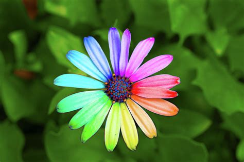 Rainbow Flower Photograph by Sean Davey - Fine Art America