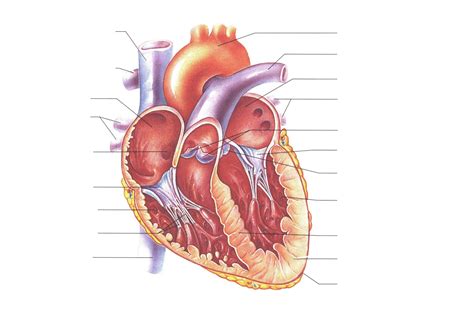 Get Human Heart Anatomy Free Vector - Kodeposid