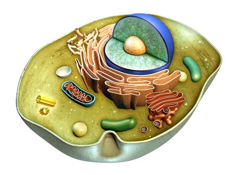 Animal Cell 3D Model – Definition, Parts, Structure, and Diagram in Metaverse