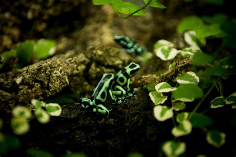 Green and Black Poison Dart Frog | Animals | Discover | Deep Sea World