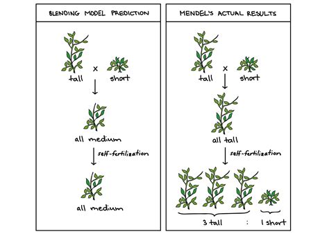 Why Did Mendel Use Pea Plants In His Experiments - Plant Ideas