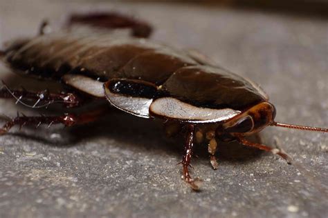 10 Unique Species of Cockroaches