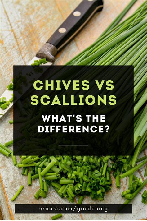 Chives vs Scallions - What's the Difference | Chives, Scallion, Herbs