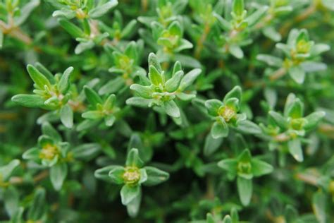 What Is Thyme? Planting, Growing and Using the Thyme Herb - Gardeners ...