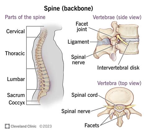 Spine Structure & Function: Parts & Segments, Spine Problems, Spine Health