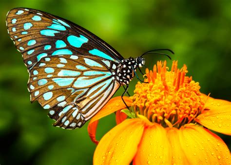 Scientists can now alter butterfly wing patterns - Earth.com