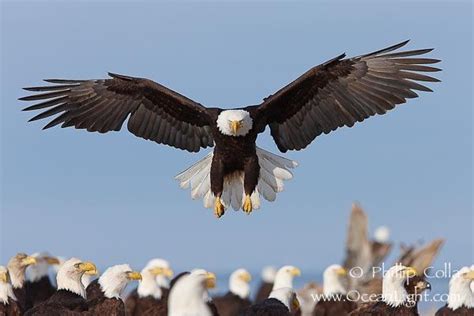 Bald eagle spreads its wings to land amid a large group of bald eagles., Haliaeetus ...