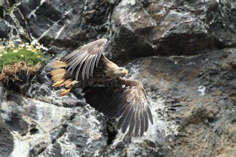 White-tailed Sea Eagle (Haliaeetus Albicilla) Norway Stock Photo ...