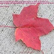 One Red Leaf Photograph by Sonali Gangane - Fine Art America