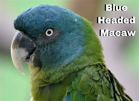 Blue-Headed Macaw (Complete Species Profile) - imparrot