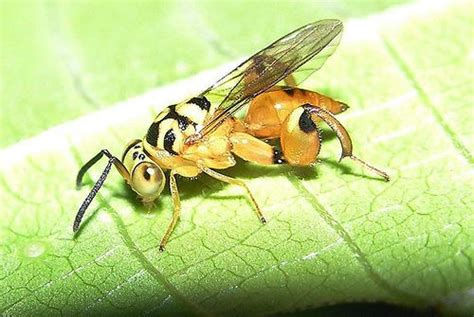 Chalcididae - Alchetron, The Free Social Encyclopedia