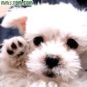 White Fluffy Dog Puppy Bye Bye Waving gif by lambchop_015 | Photobucket