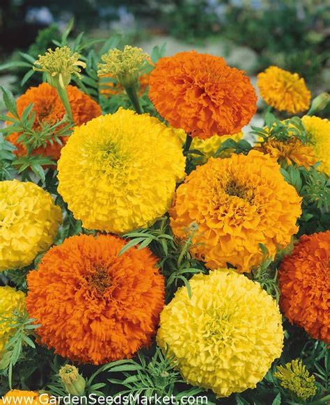 Mexican marigold - tall varieties' mix; Aztec marigold – Garden Seeds Market | Free shipping