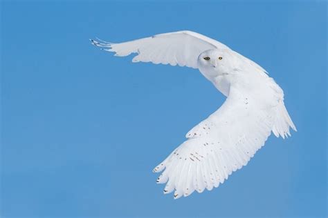 Somerset House - Images. HUNTING SNOWY OWL