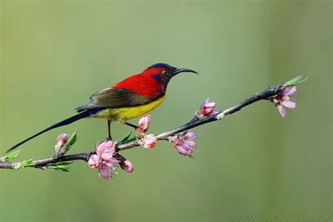 Maenam Wildlife Sanctuary Namchi | Sikkim Wildlife