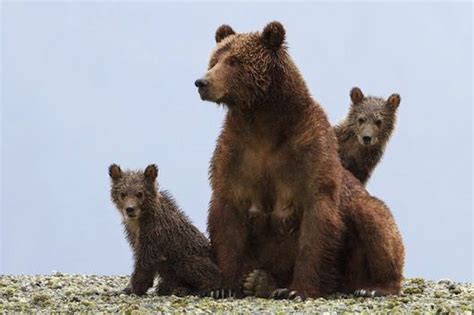 One Mama Bear, Two Cubs, and Three Filmmakers: Disneynature’s Bears ...