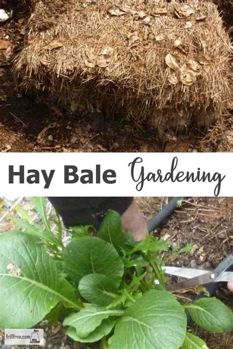 Hay Bale Gardening - that old moldy bale of hay is good for something