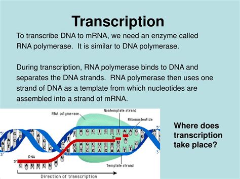 PPT - Transcription and Translation PowerPoint Presentation, free ...