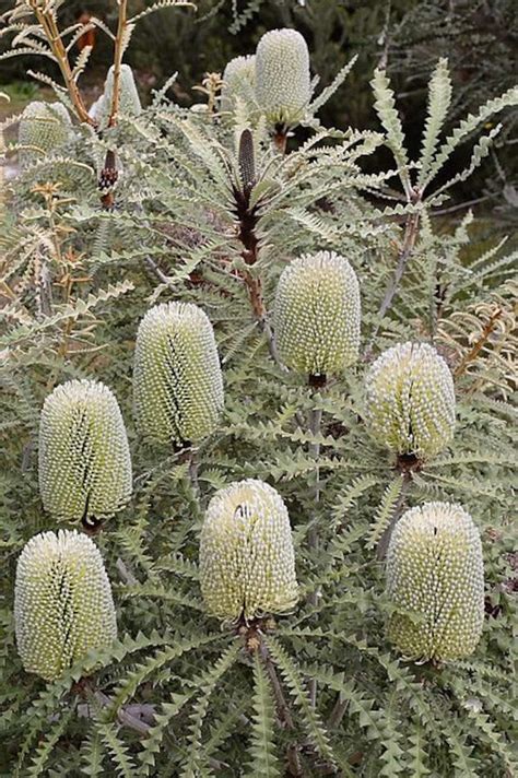 5 Fresh Banksia Speciosa Seeds Showy Banksia Australia | Etsy